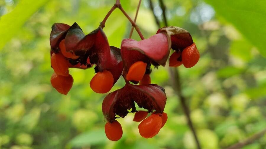 Euonymus latifolius flower