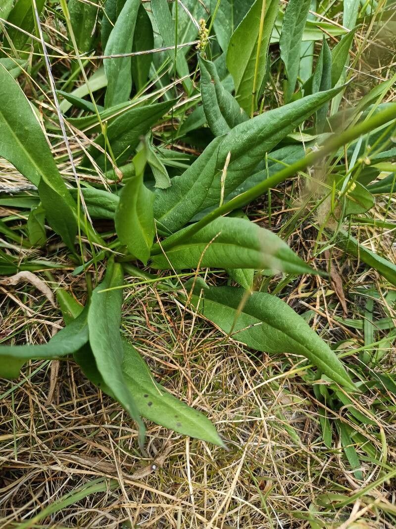 Knautia magnifica — search result for 'Knautia'