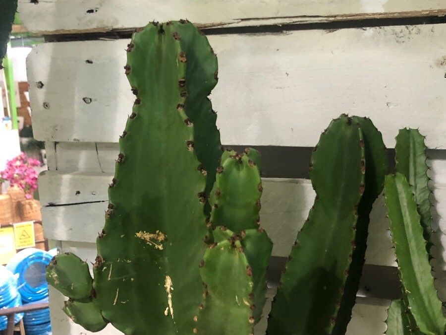 Euphorbia ingens — search result for 'Euphorbia'