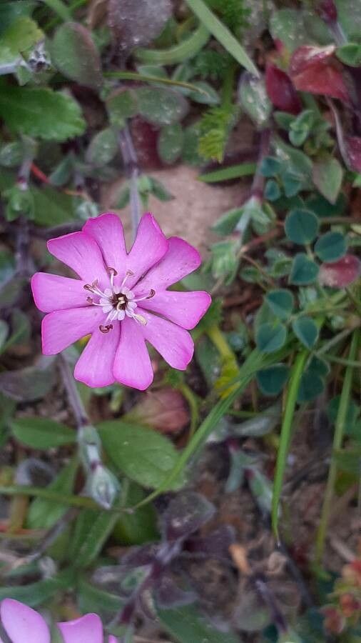 Silene arghireica — houseplant care guide