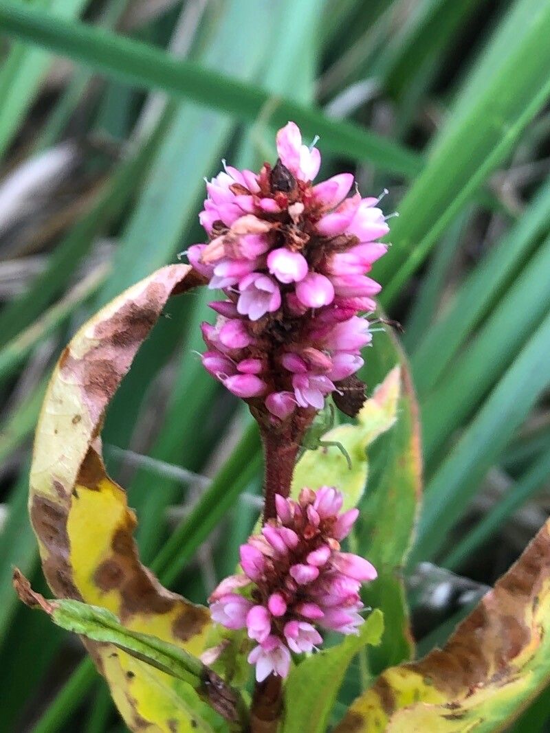 Persicaria amphibia flower