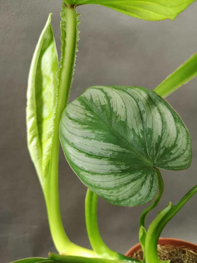 Philodendron mamei — search result for 'Ecuador'