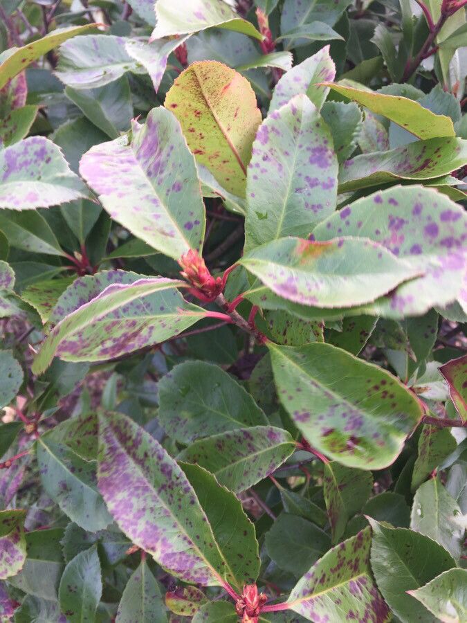 Photinia serrulata — search result for 'Photinia'