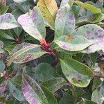 Photinia serrulata