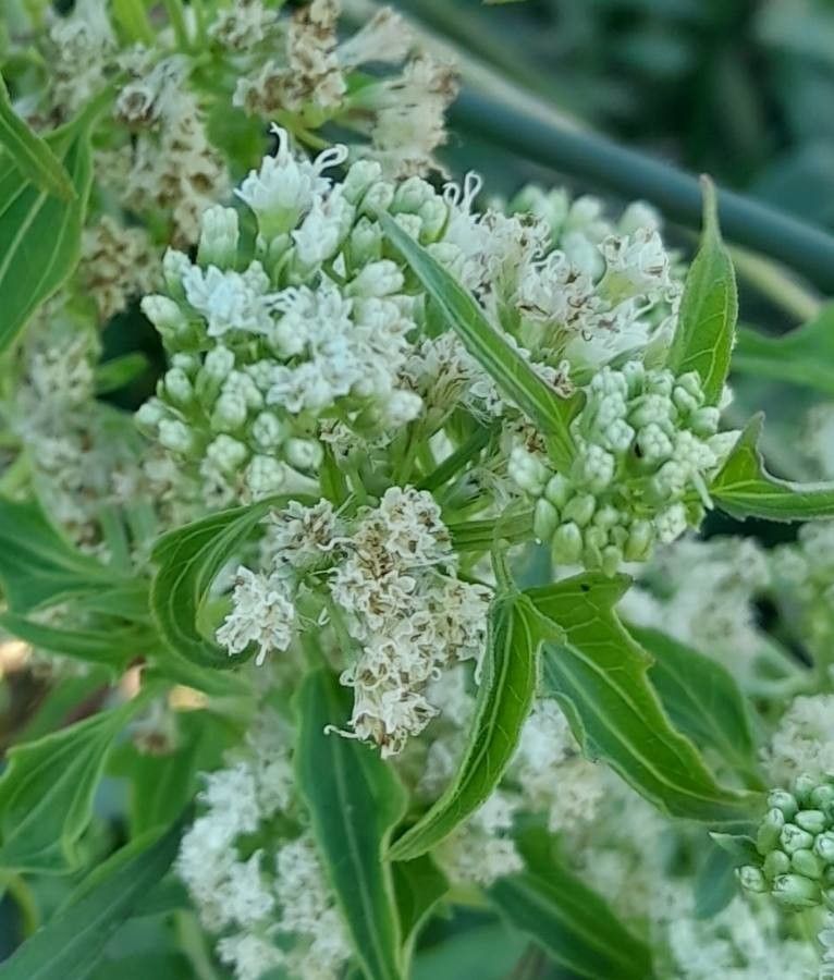 Mikania cynanchifolia flower