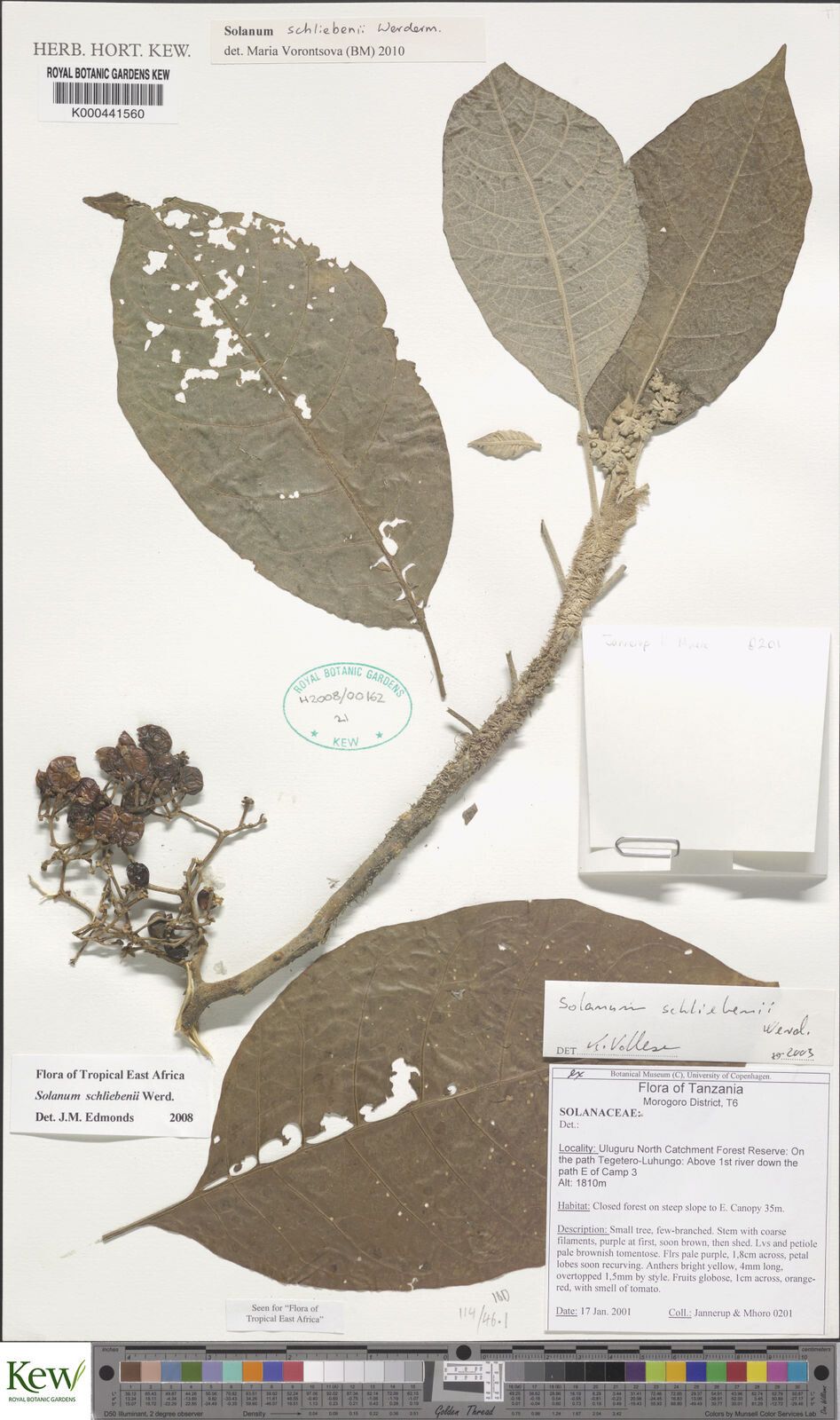 Solanum schliebenii — houseplant care guide