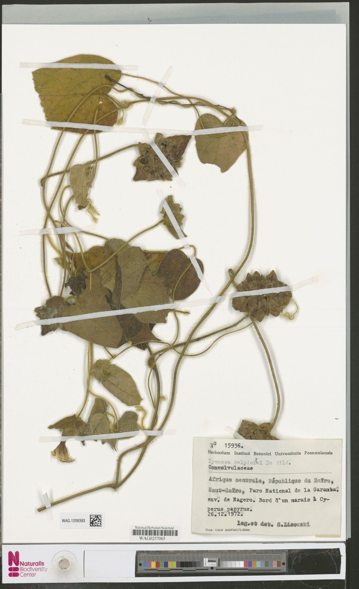 Ipomoea delpierrei — houseplant care guide