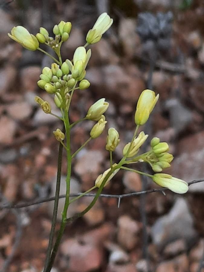 Biscutella laevigata flower