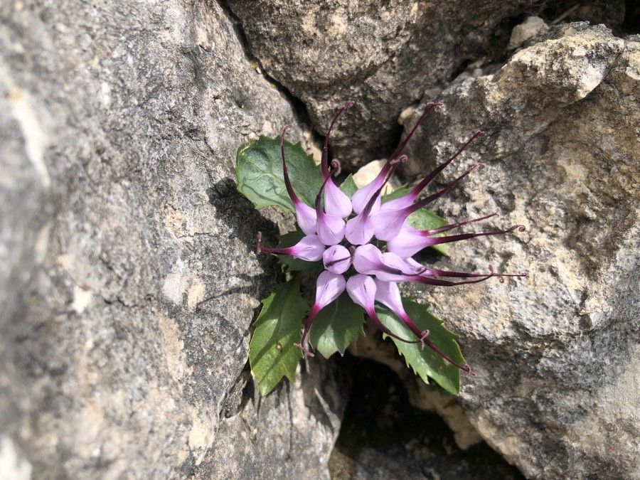 Phyteuma serratum flower