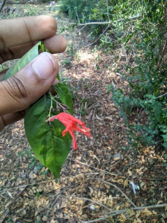 Anisacanthus secundus flower