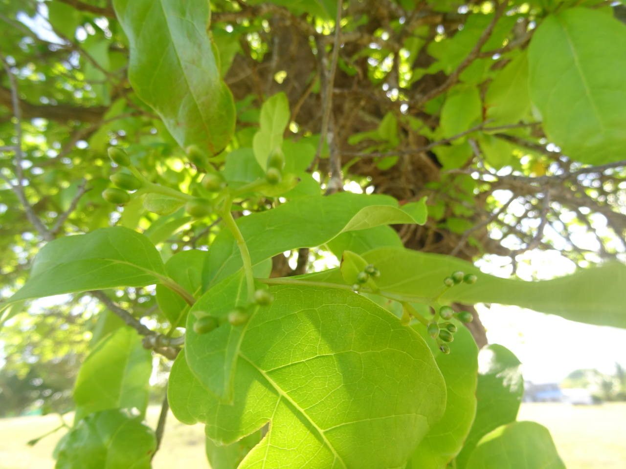 Bourreria baccata — search result for 'Jamaica'