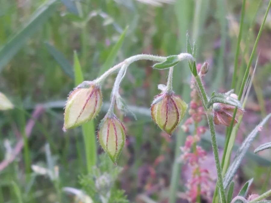 Helianthemum aegyptiacum fruit