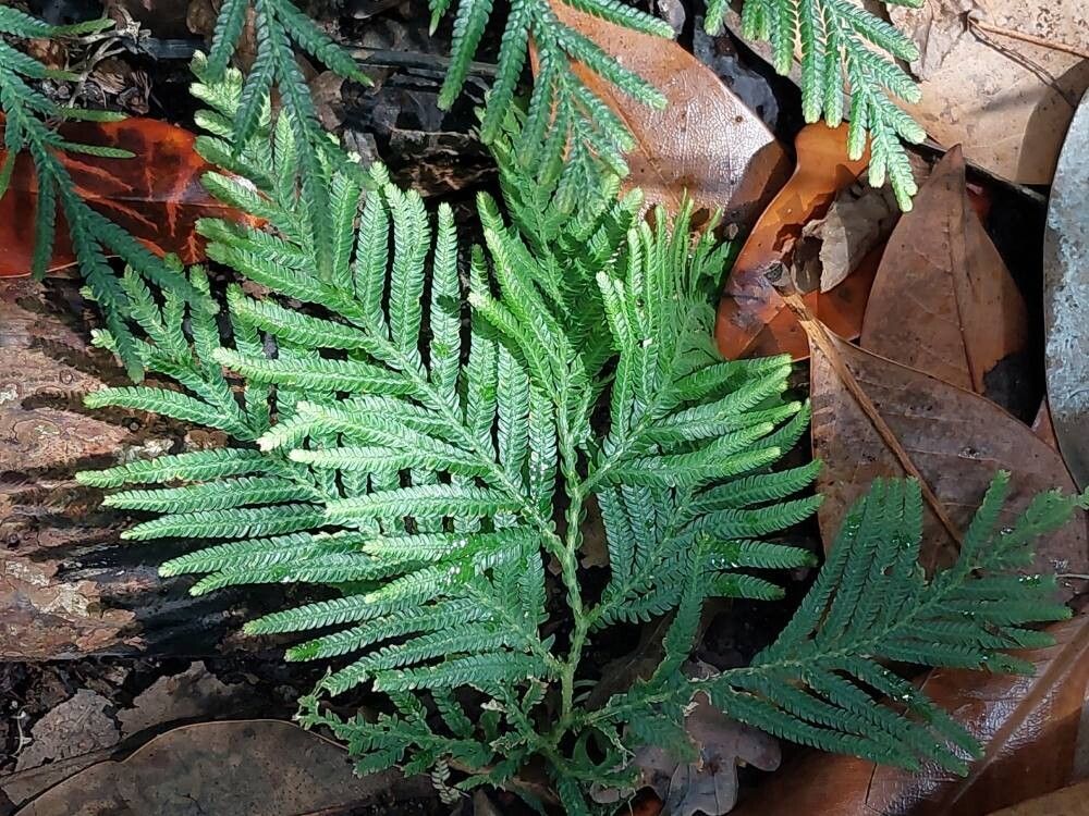 Selaginella velutina — houseplant care guide