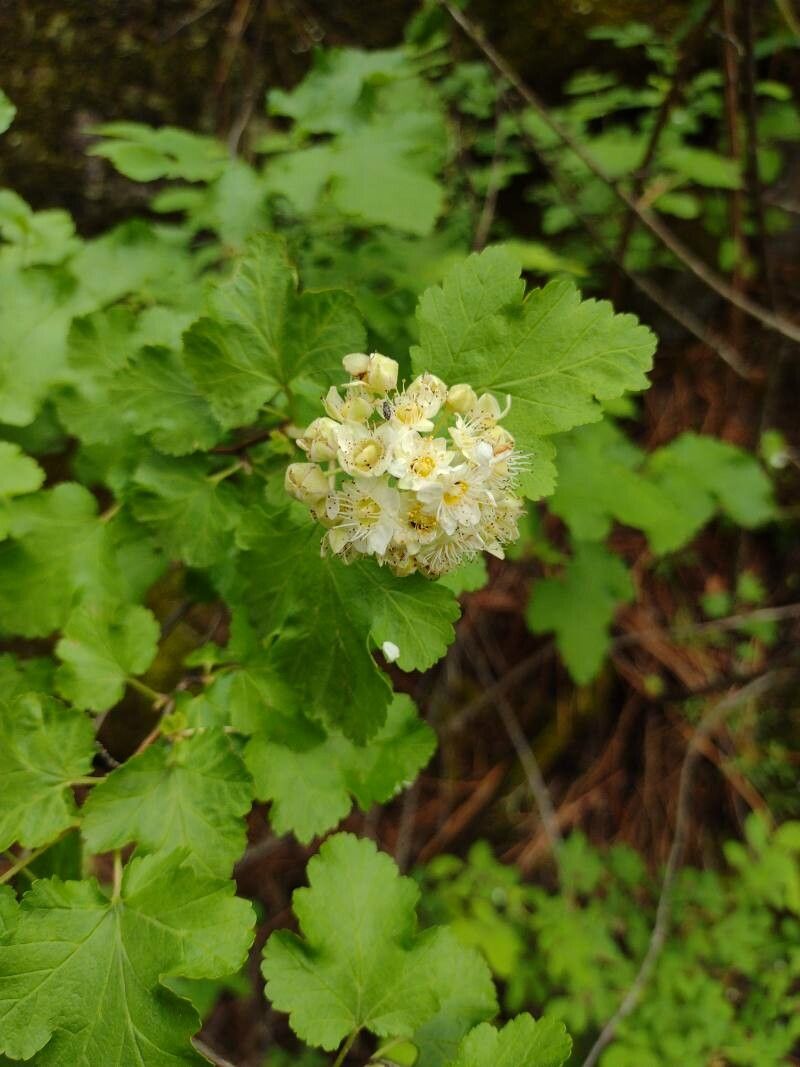 Physocarpus malvaceus flower