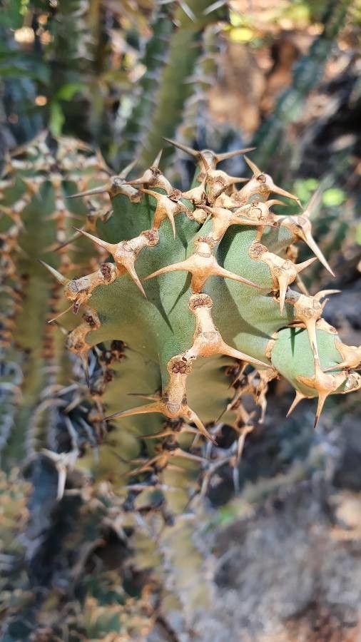 Euphorbia graciliramea — houseplant care guide