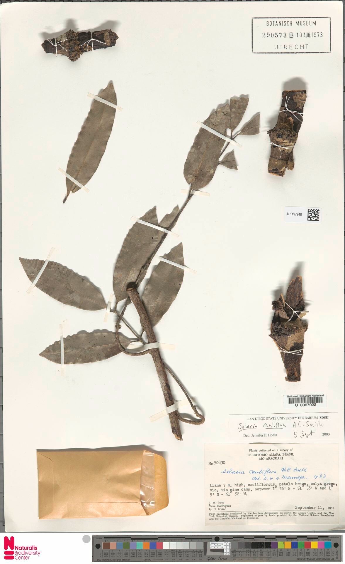 Salacia cauliflora bark