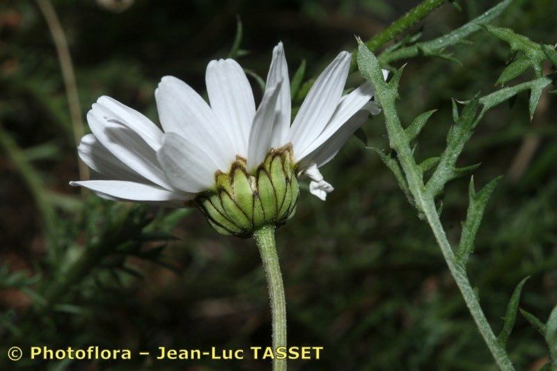 Leucanthemum corsicum flower