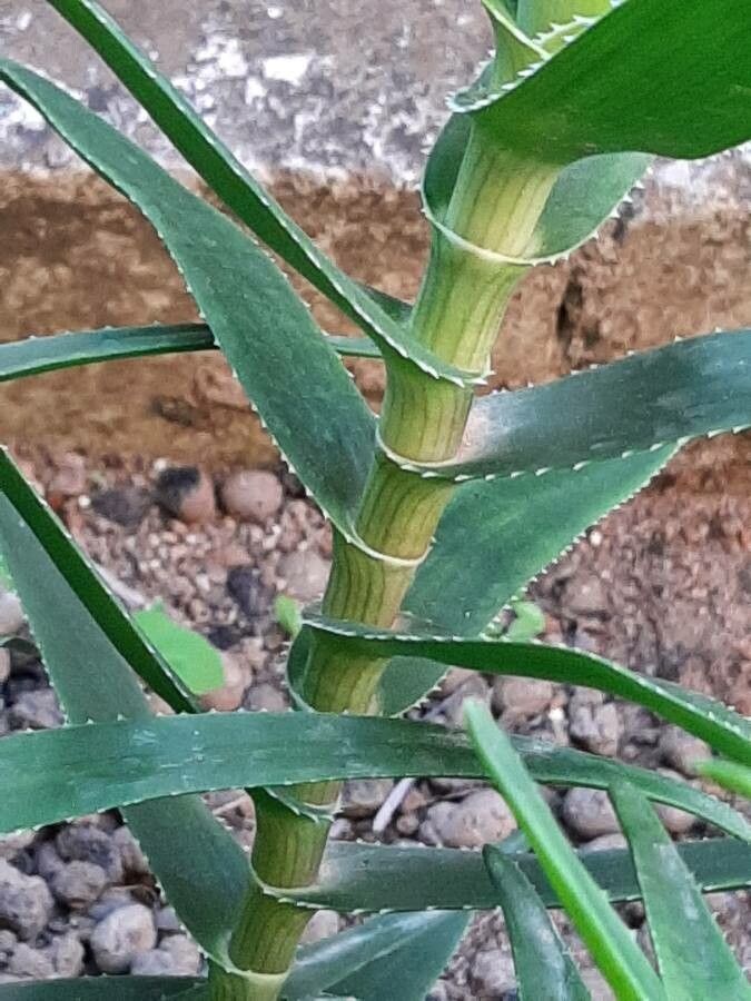 Aloe striatula bark