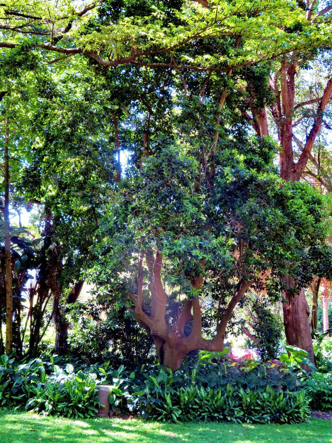 Maytenus quadrangulata habit