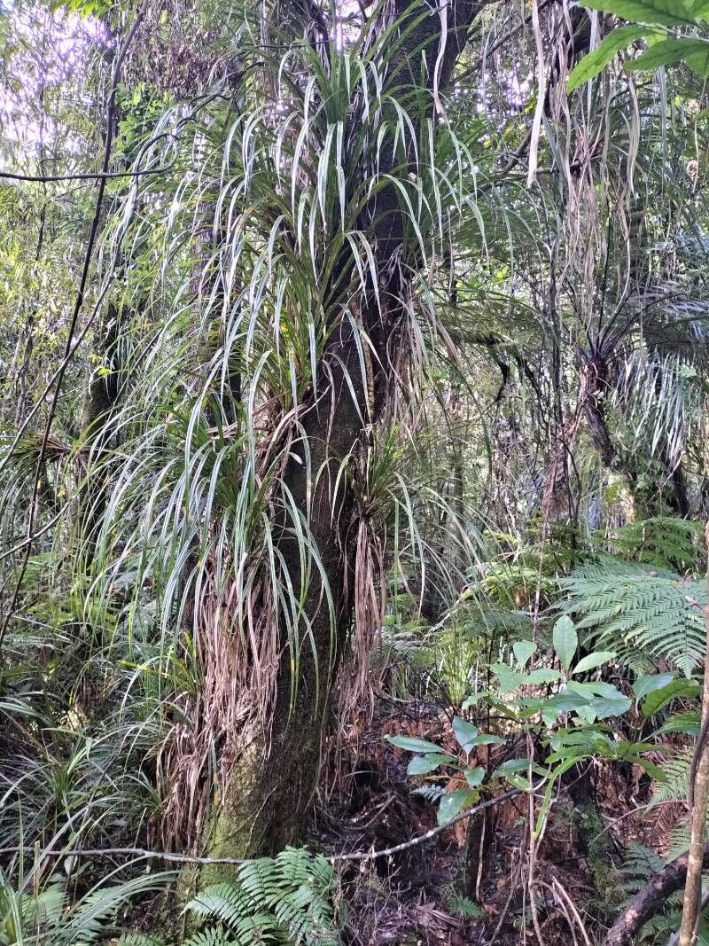 Astelia solandri habit