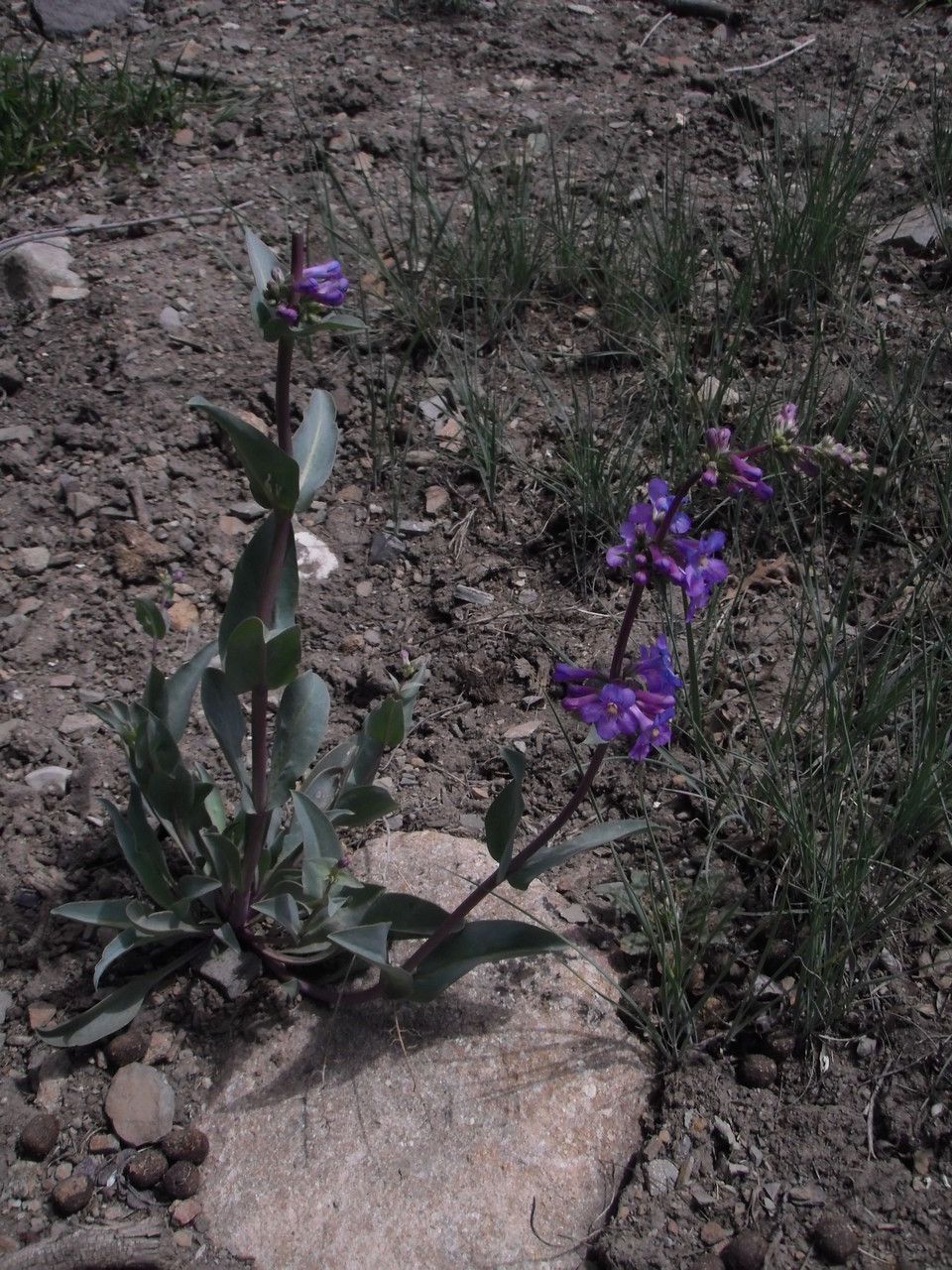 Penstemon osterhoutii habit