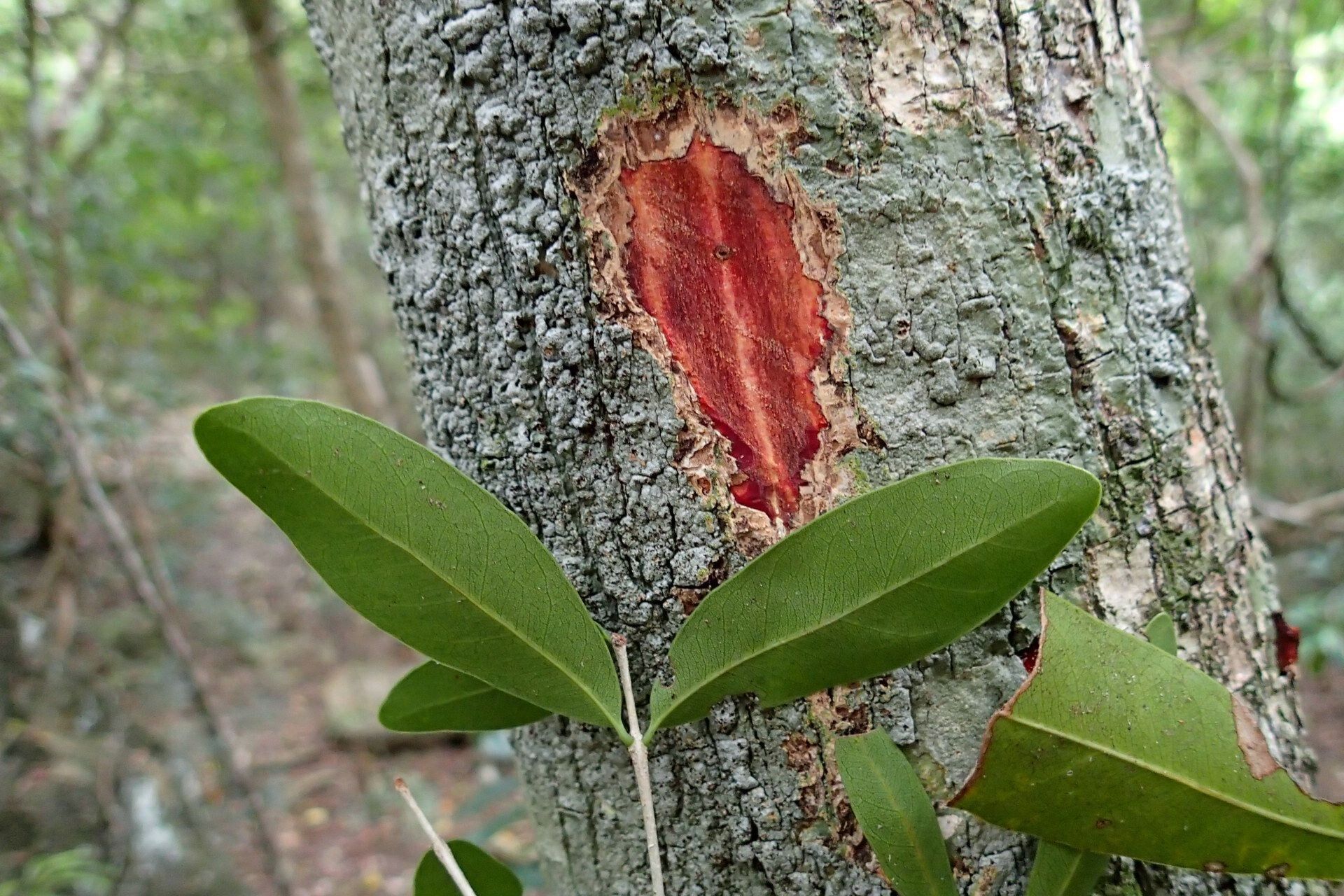 Pycnandra filipes bark
