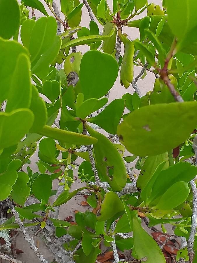 Lumnitzera racemosa — search result for 'Combretaceae'