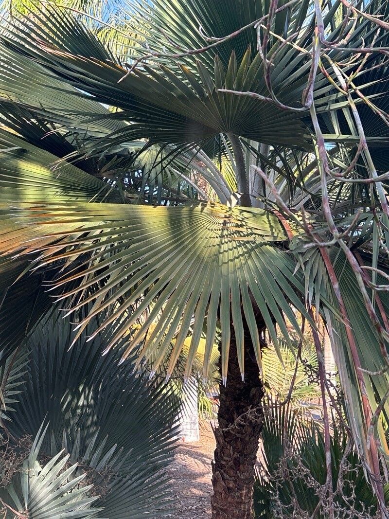 Copernicia hospita — search result for 'Copernicia'