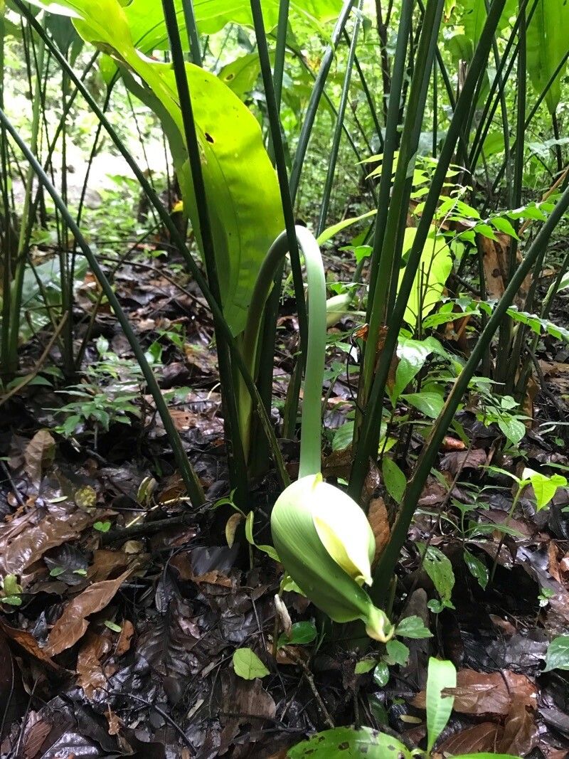 Cyclanthus bipartitus flower