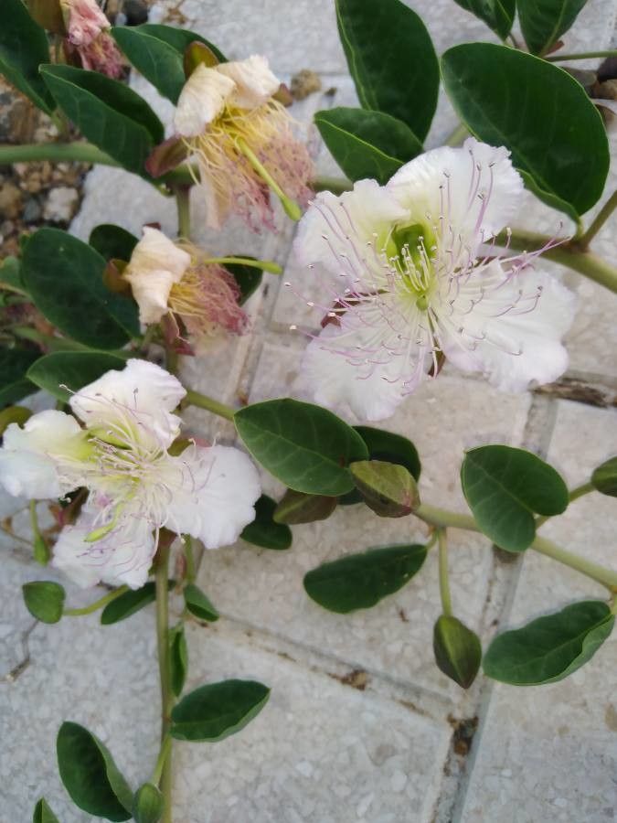 Capparis sicula flower