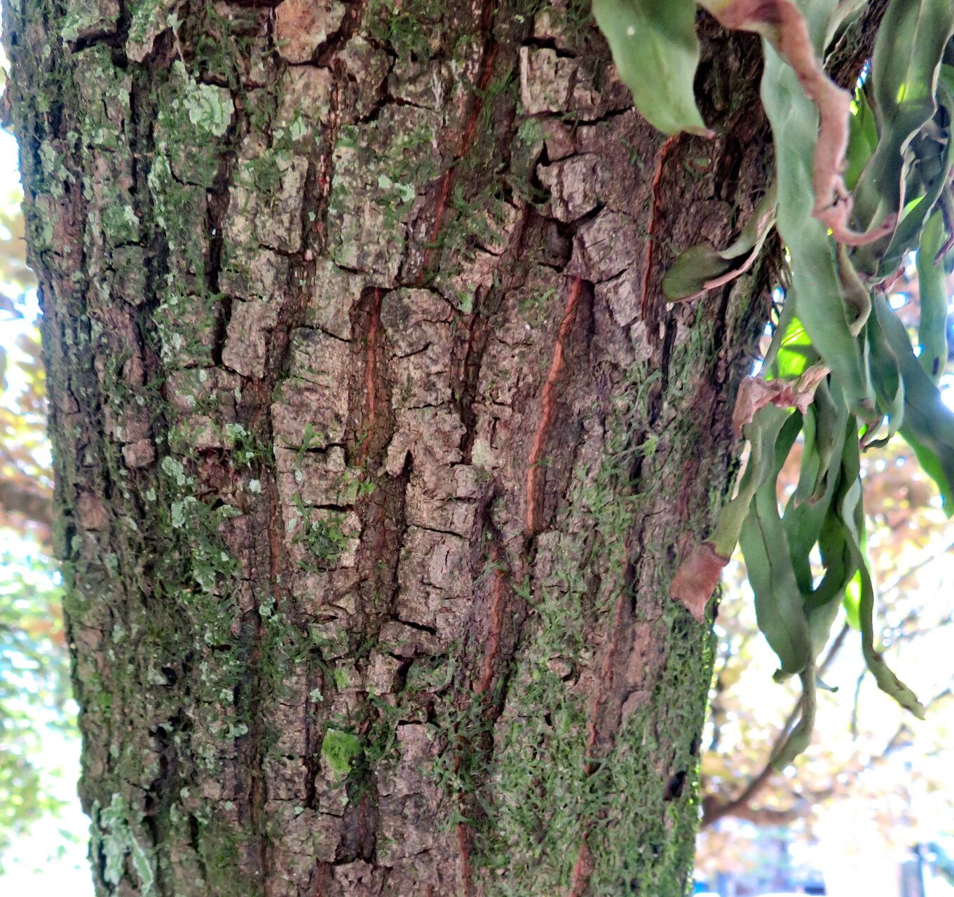 Castanopsis cuspidata bark