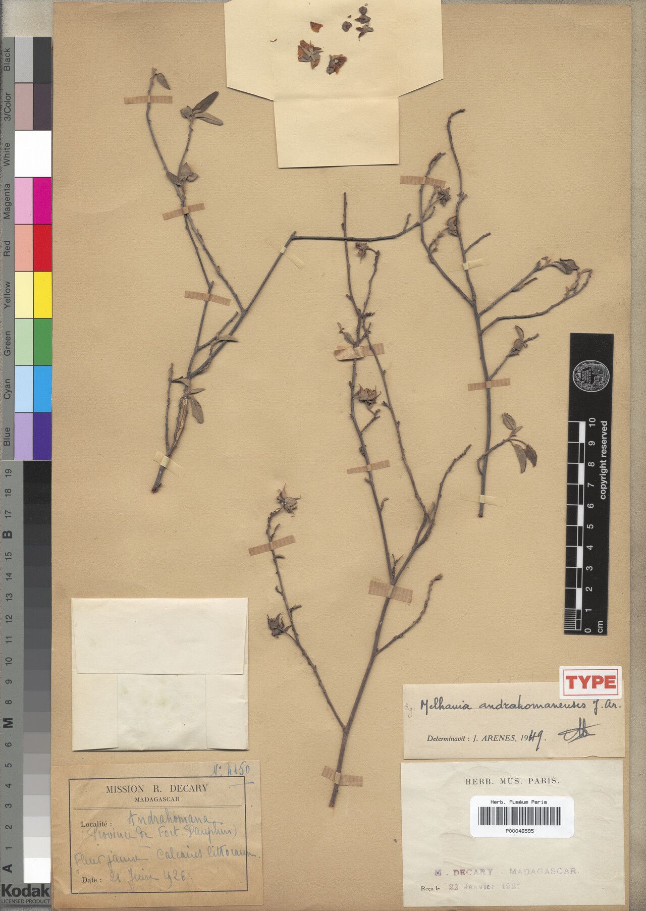 Melhania andrahomanensis — related species from the same genus