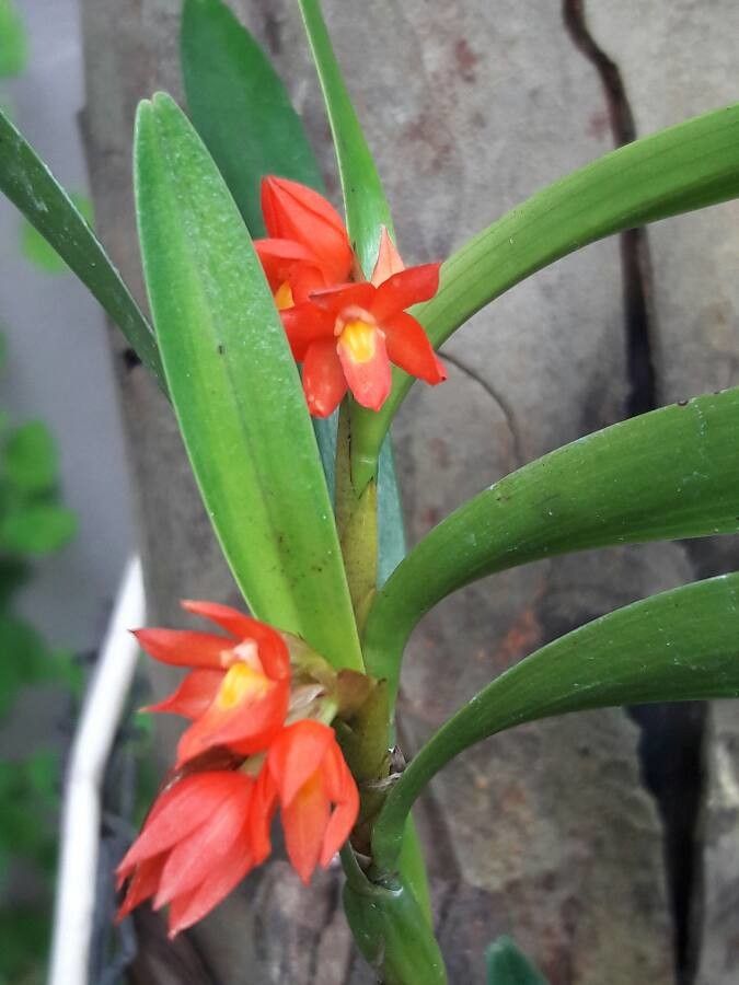 Scaphyglottis imbricata flower