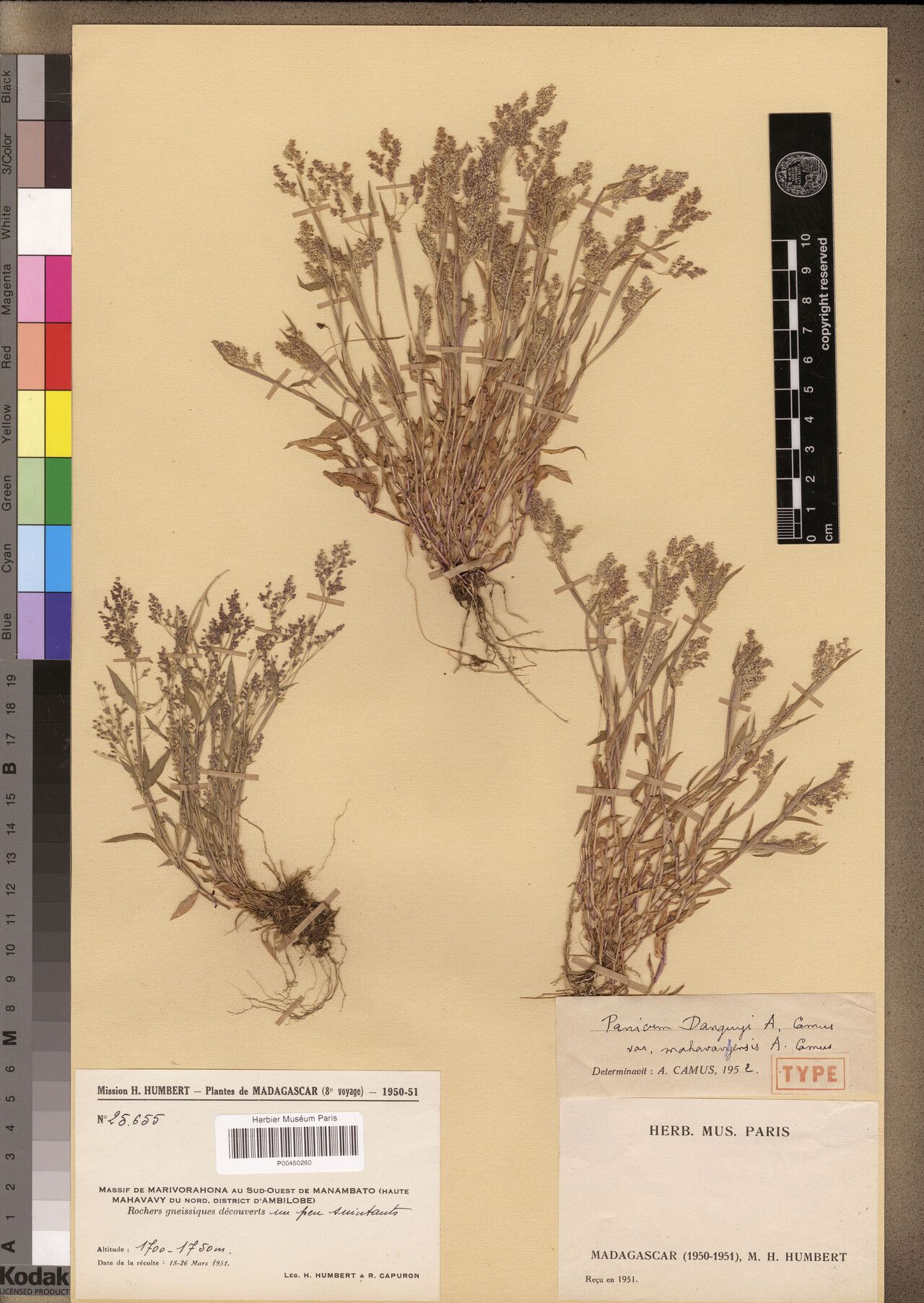 Panicum danguyi — houseplant care guide