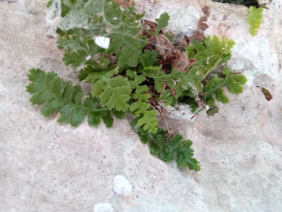 Asplenium jahandiezii habit
