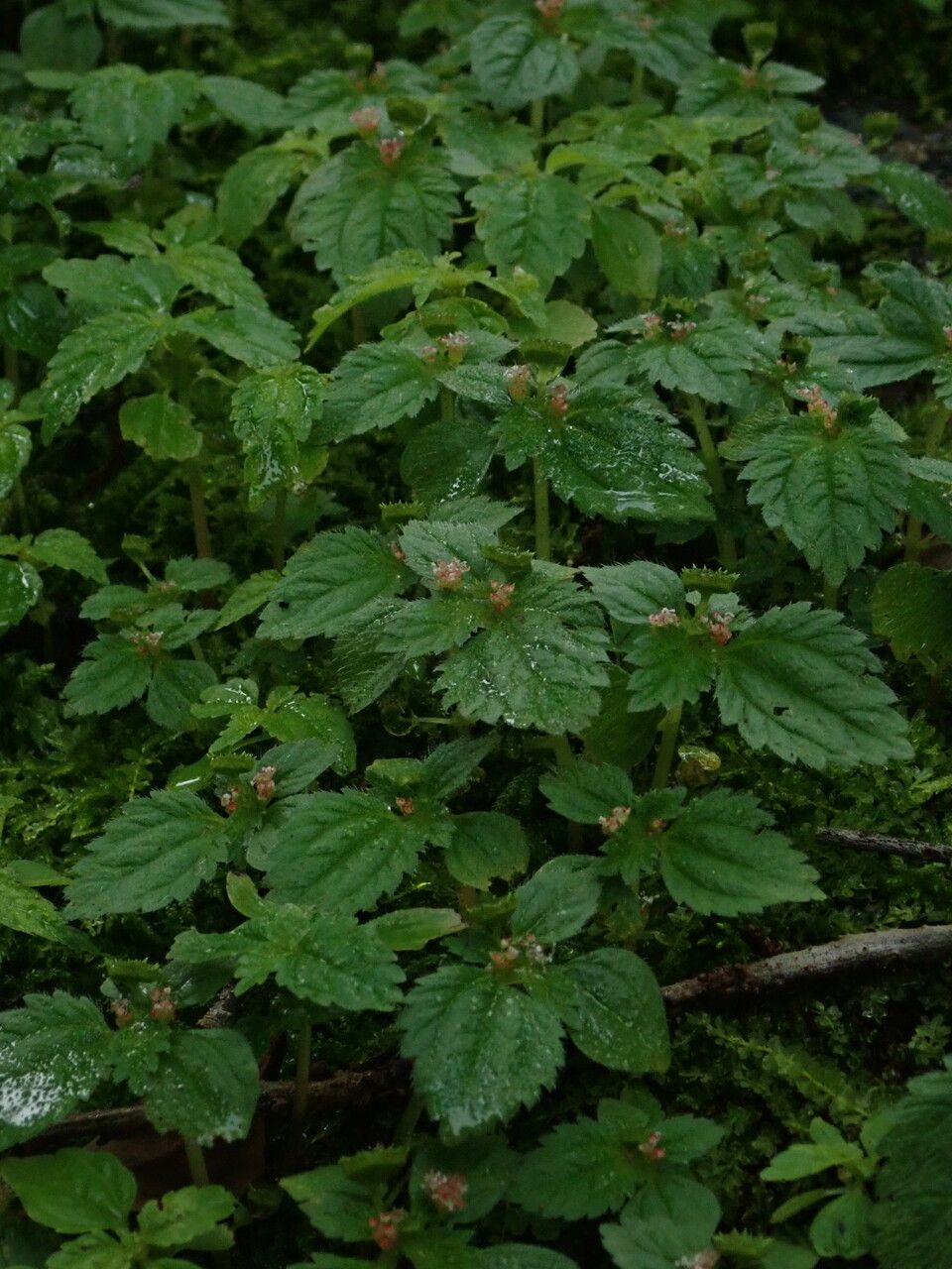 Pilea racemosa habit