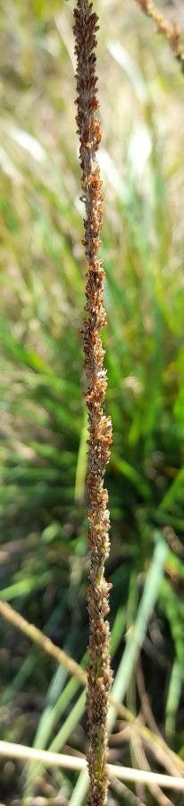 Sporobolus indicus fruit