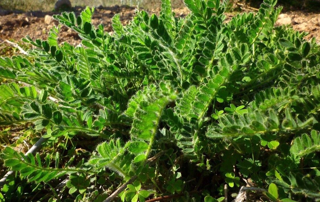 Astragalus nitidiflorus — search result for 'Mediterranean area'