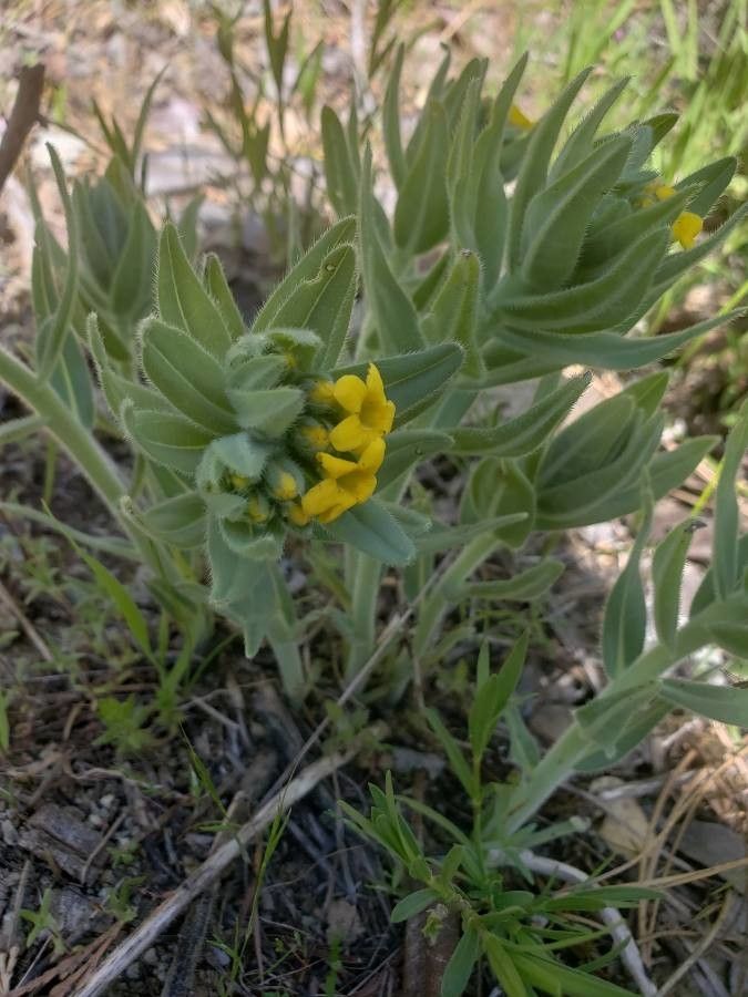 Lithospermum californicum flower