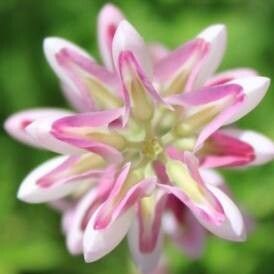 Lupinus ehrenbergii flower