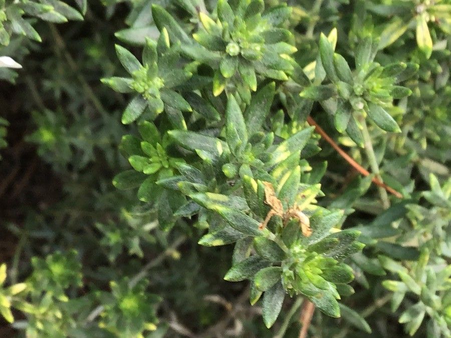 Westringia fruticosa