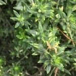 Westringia fruticosa