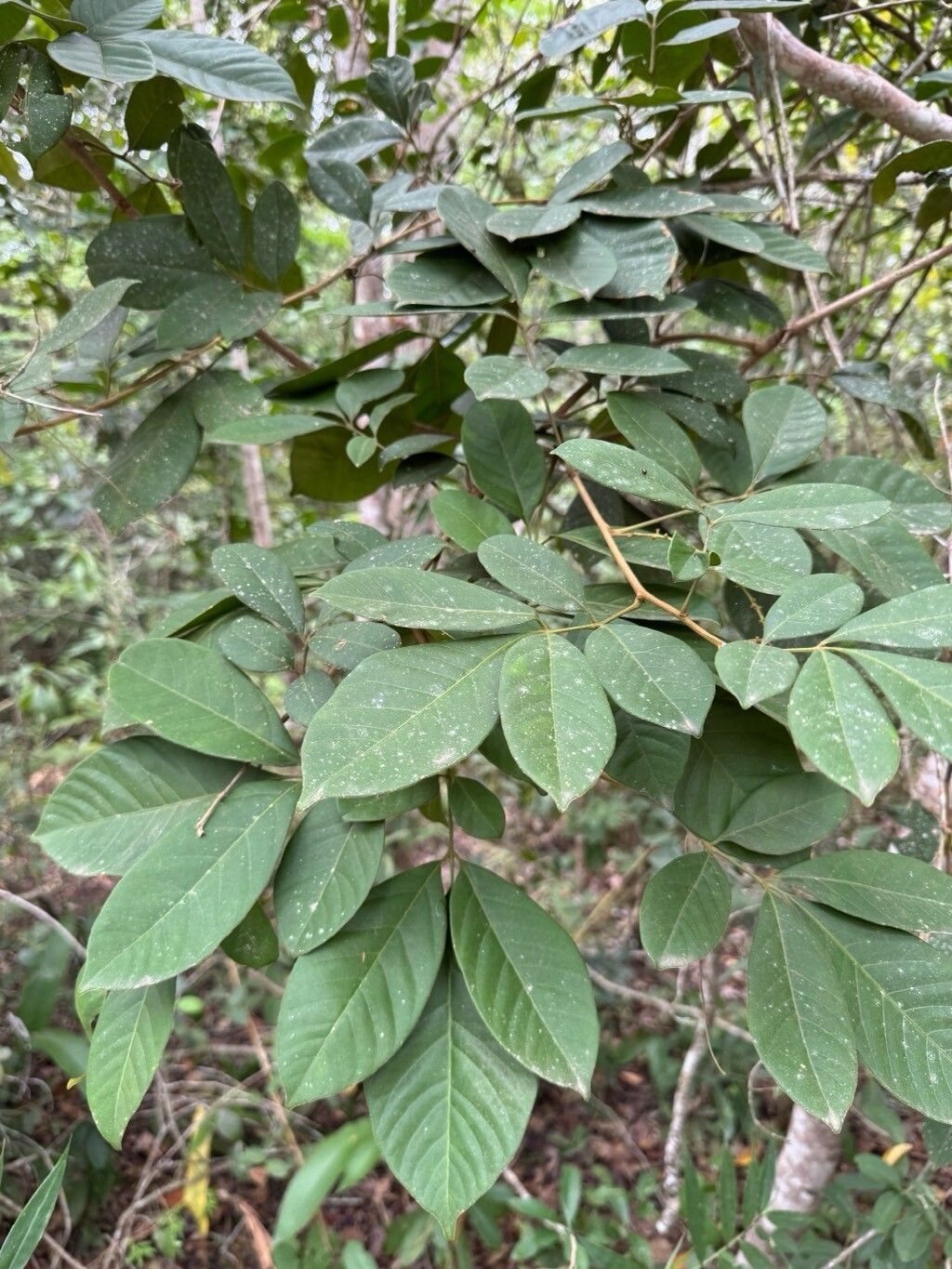 Paullinia revoluta leaf