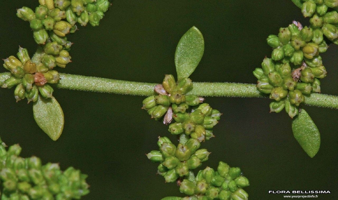 Herniaria glabra fruit