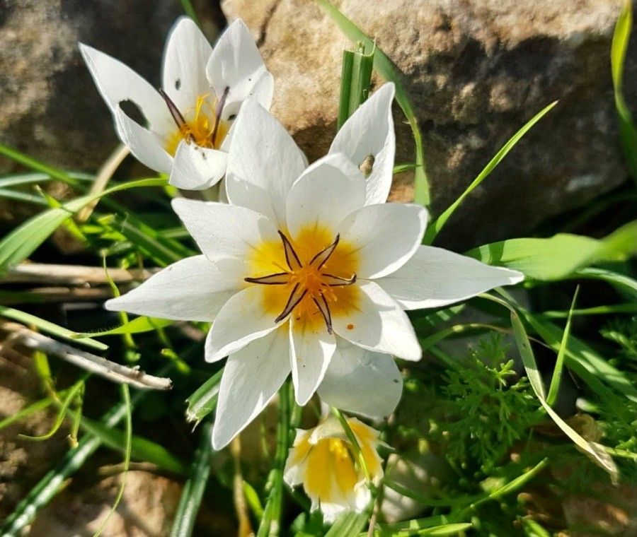 Crocus hyemalis — search result for 'Syria'