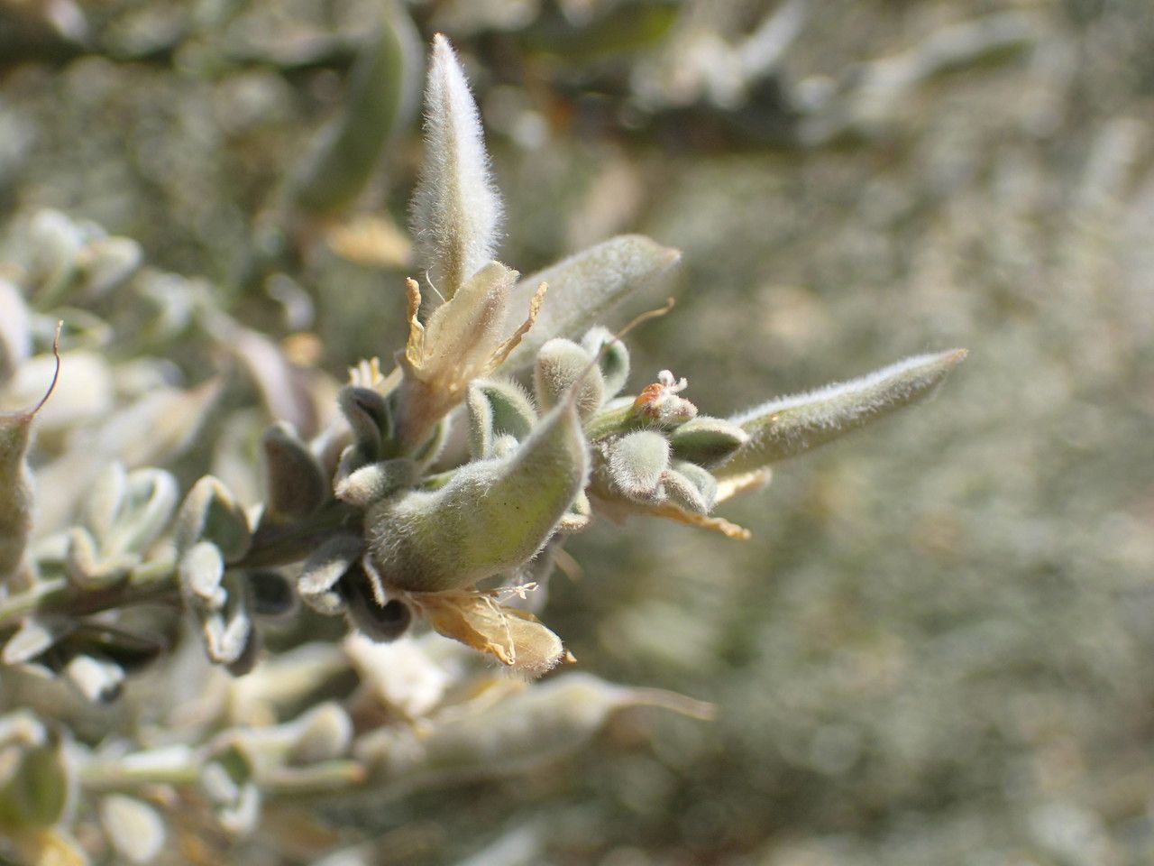 Genista benehoavensis fruit