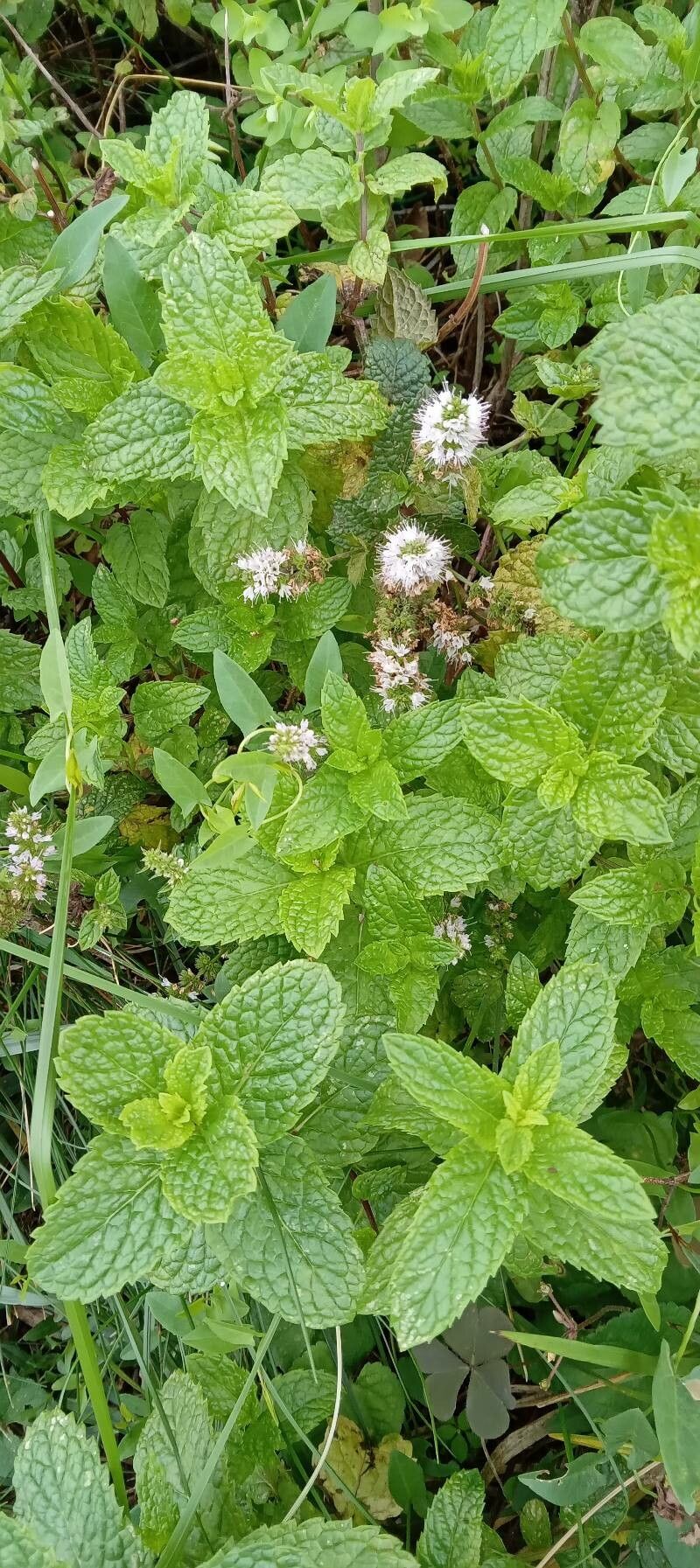 Mentha × rotundifolia habit
