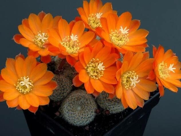 Aylostera narvaecense — houseplant care guide