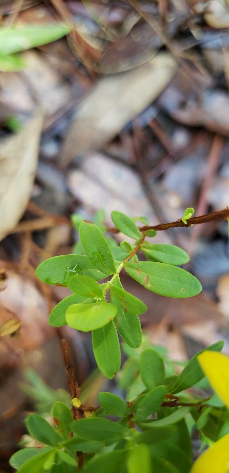 Hypericum hypericoides