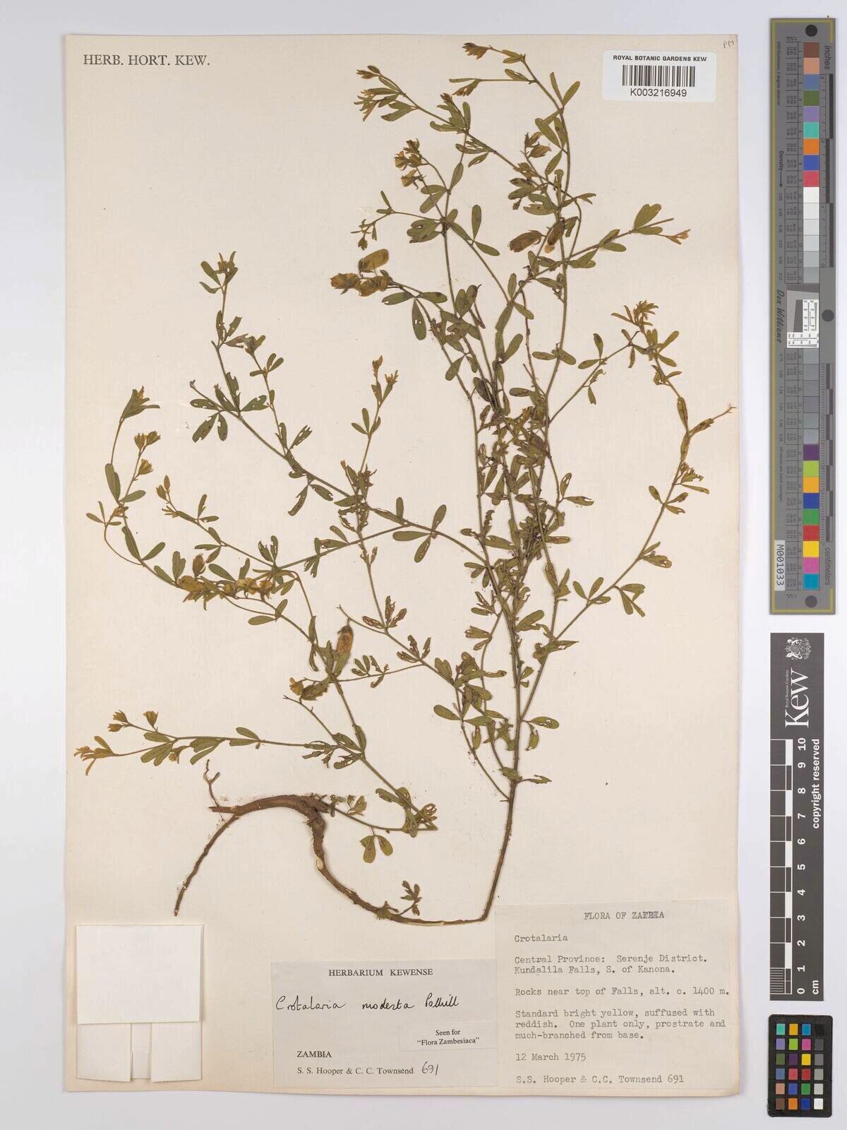 Crotalaria modesta — houseplant care guide